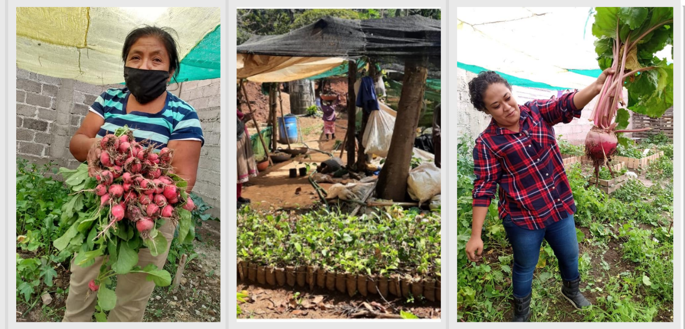 Grassroots-led Kitchen Gardens: Building Community Resilience to Covid-19 and Climate Change